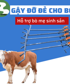 Gậy đỡ đẻ bò