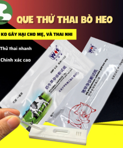 que thử thai bò heo