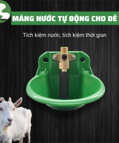 Máng nước tự động cho dê