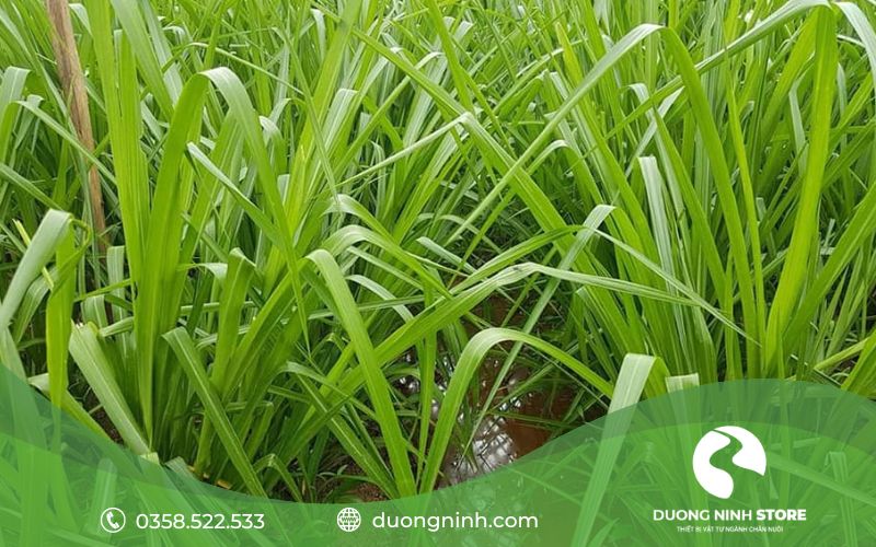 Giống cỏ Paspalum