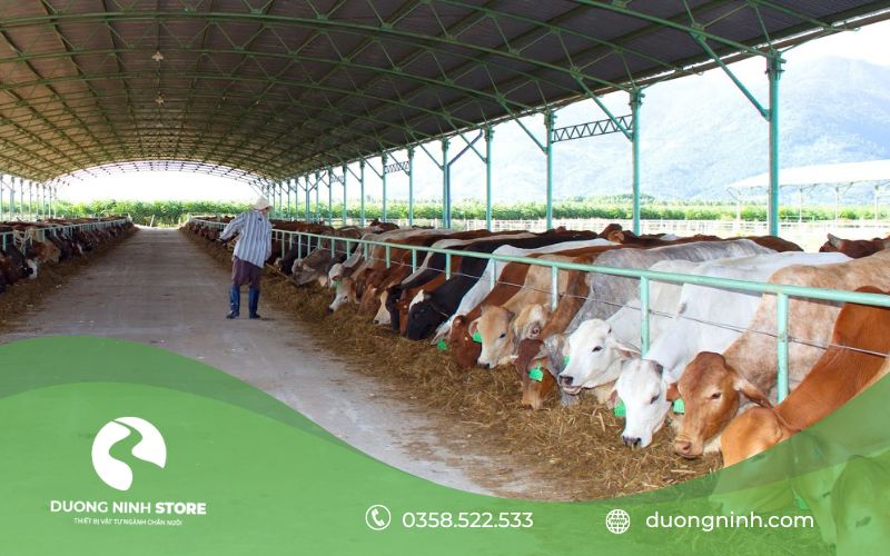 Thiết kế chuồng trại nuôi bò thịt phải ưu tiên chọn những địa điểm có diện tích rộng rãi