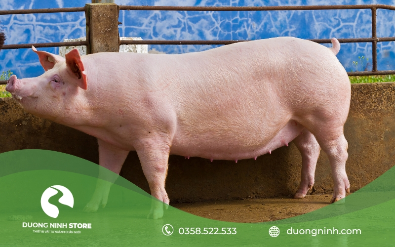 Heo cái có dấu hiệu đến thời điểm phối giống cho heo