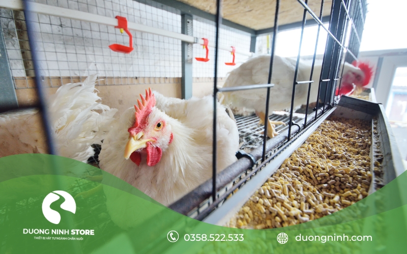 3 con gà trắng được cung cấp đầy đủ thức ăn