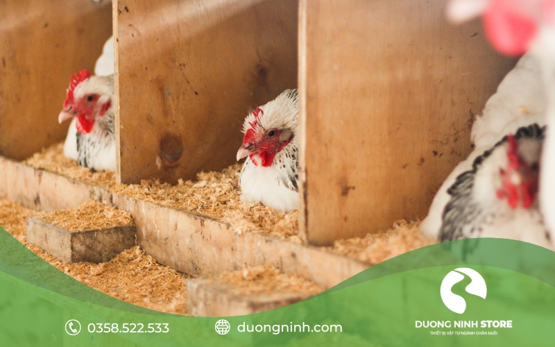 3 con gà đang ở 3 ổ riêng để đẻ