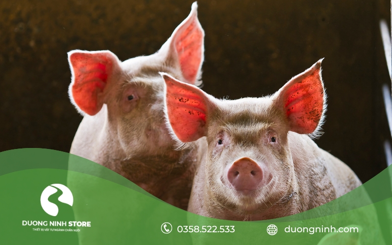2 con heo sắp phối giống