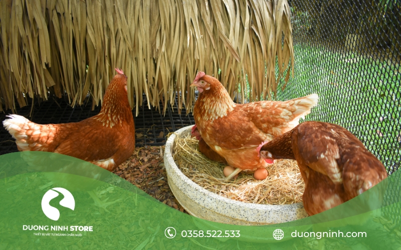 Lợi ích khi áp dụng đúng kỹ thuật nuôi gà đẻ trứng