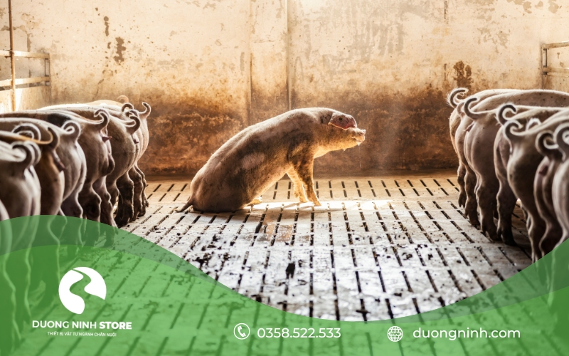 1 con heo bị bệnh ghẻ trong một đàn heo