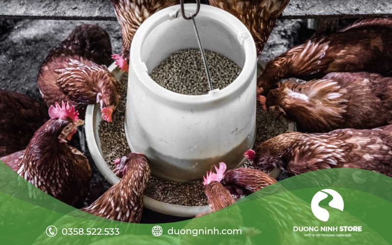 Đàn gà đăng ăn thức ăn công nghiệp