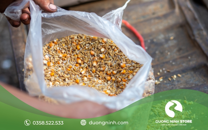Thức ăn cho gà nguồn gốc tự nhiên