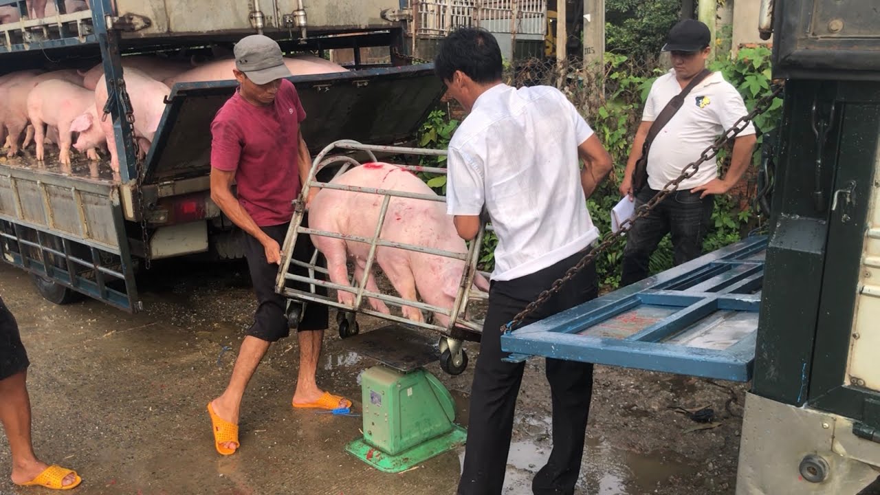 Giá Heo Hơi Hôm Nay